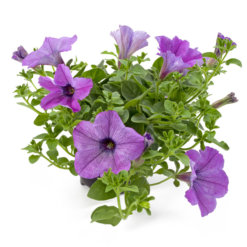 Petunia Tea Light Violet Beekenkamp Plants