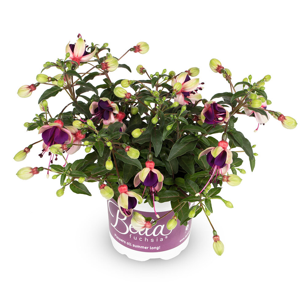 Fuchsia Bella fuchsia® Olivia℗ - Beekenkamp Plants