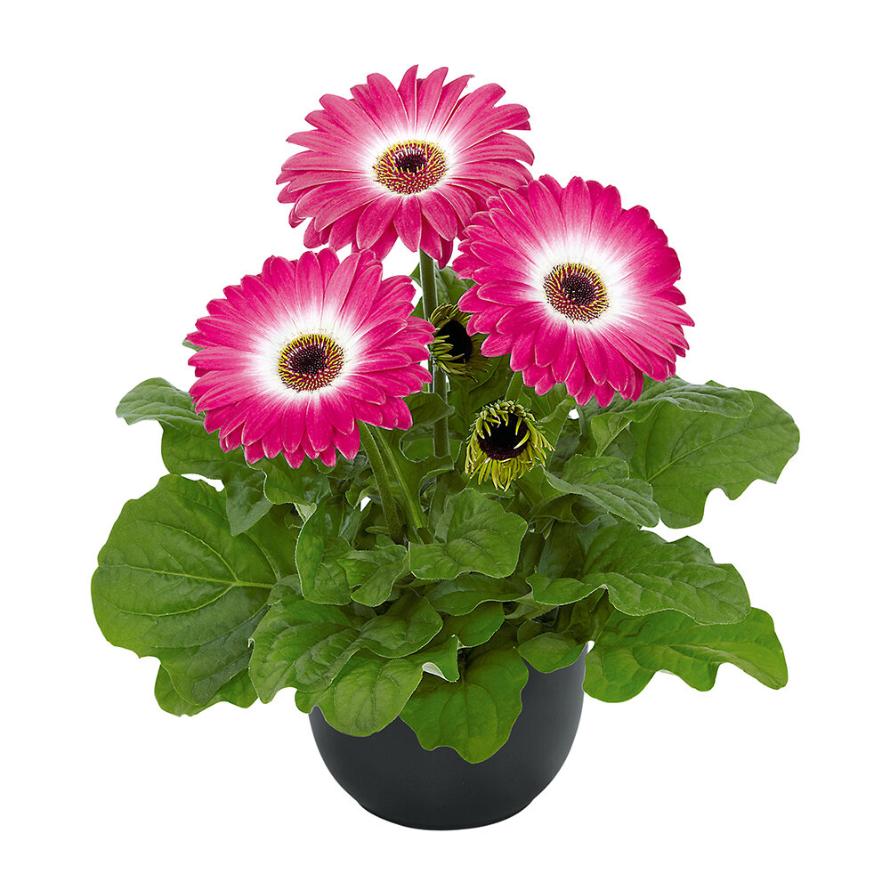 Gerbera Flori Line® Maxi Eyecatcher Purple - Beekenkamp Plants